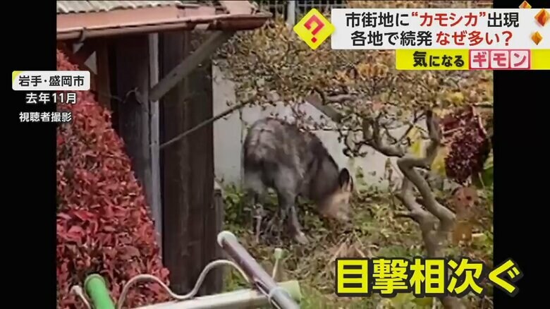 庭でエサを探すカモシカ