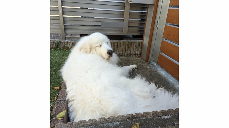 雪の正体はグレートピレニーズの陸ちゃん