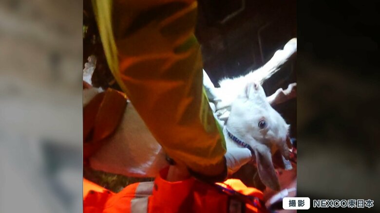 救出された子ヤギ