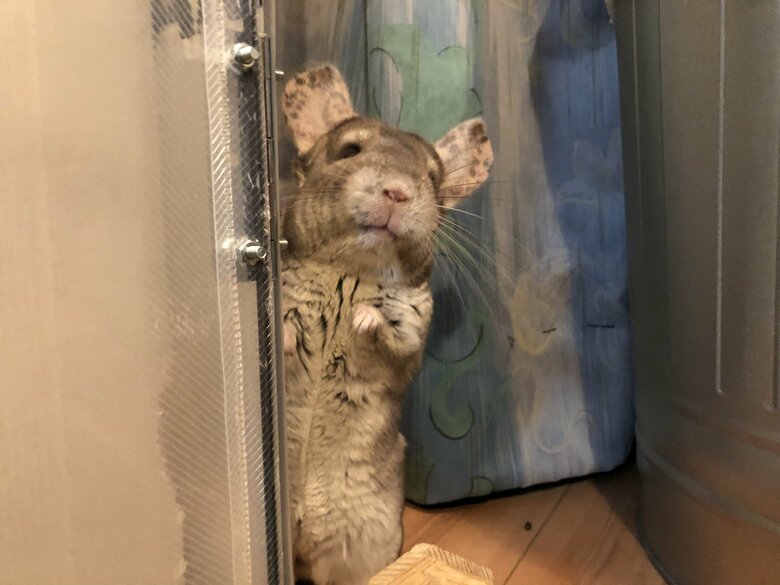 提供：おもちさん