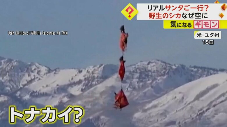 赤い袋のようなものにくるまれ、ヘリコプターに吊り上げられている野生のシカ