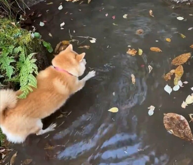 水は平気だけど、深いところには入りません