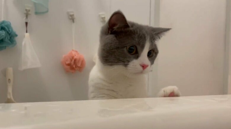 お風呂をのぞき見するまるくん（提供：コテツとまるさん）