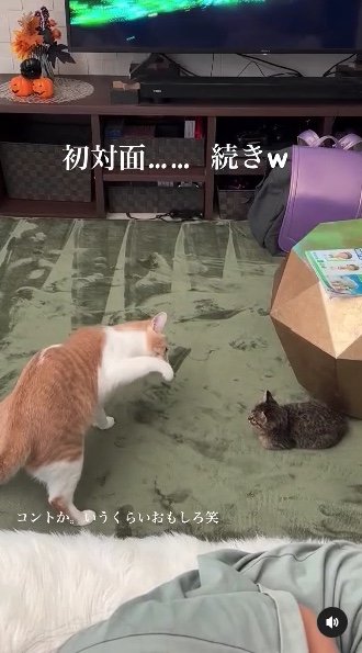 提供：たーにゃ。さん