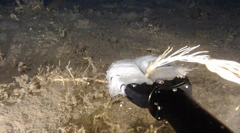 トリノアシ採集の様子。水中ドローンのアームで挟んで採集（提供：サンシャイン水族館）