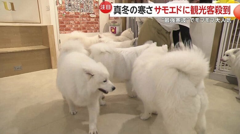 たくさんの“モフモフ”が