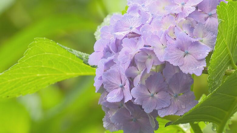 護摩堂山のアジサイ