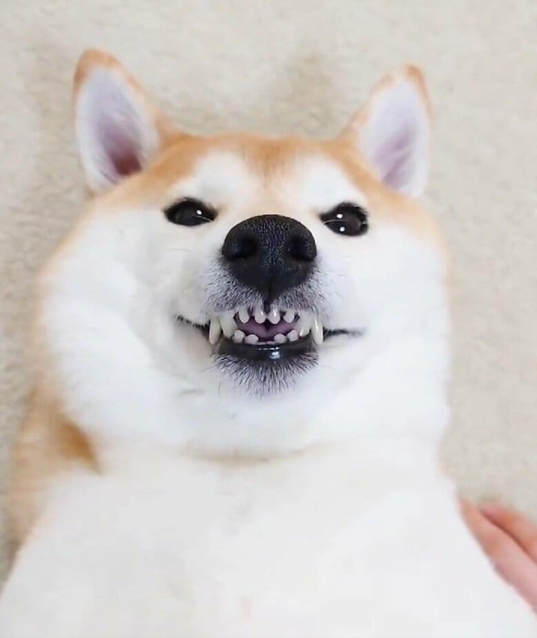 提供：柴犬チャーミーさん