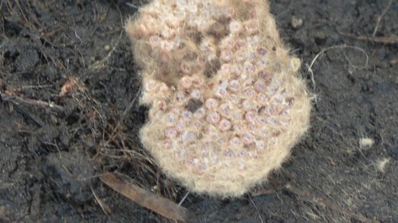 卵を駆除すれば発生数を抑えられる