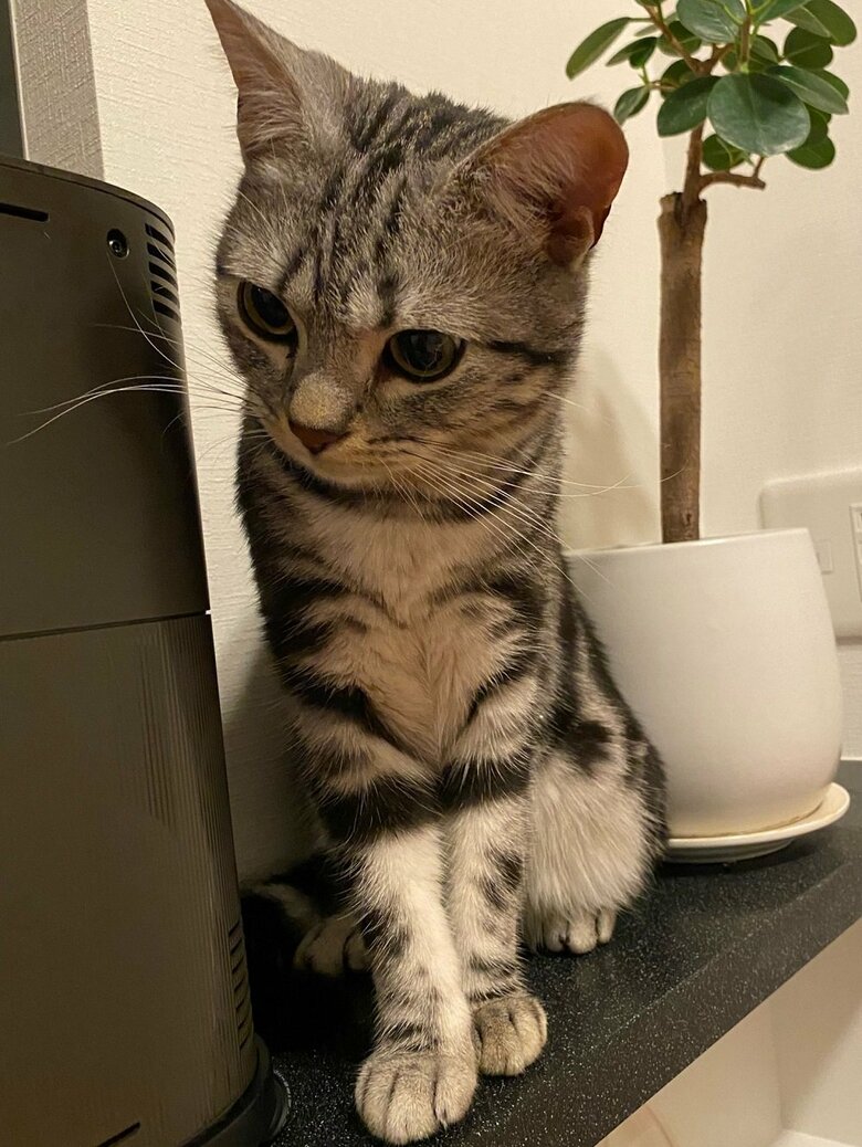 前脚部分にハートがあるのが分かるだろうか？