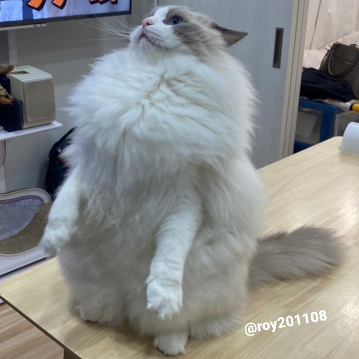 怒ったロイくん（提供：ロイくん@roy201108さん）