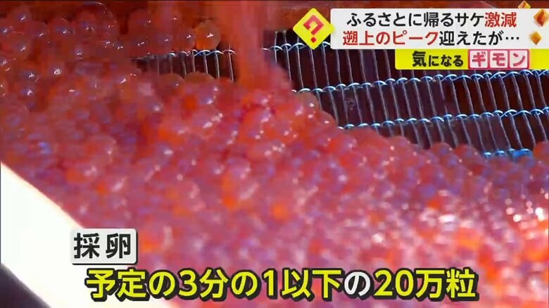 採卵も予定の3分の1以下の、20万粒程度に