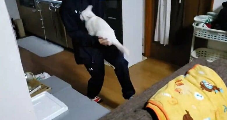 飼い主さんの腕の中に