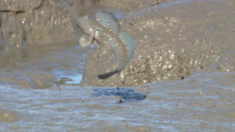 求愛のジャンプ！
