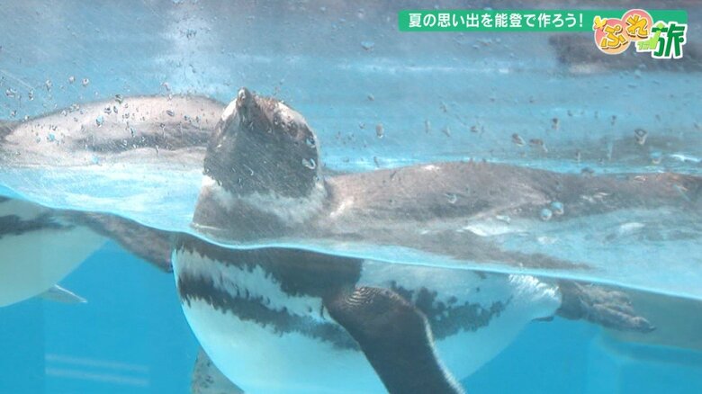 避難先から帰ってきたマゼランペンギン