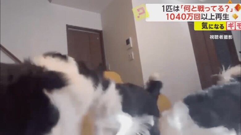 リングを取り合う2匹が動くと、同時に頭を振るワンちゃん③