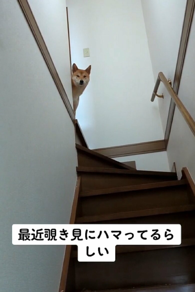 のぞき見するムギくん