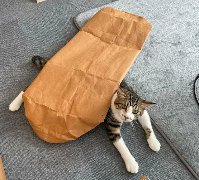 遊ぶのが大好き