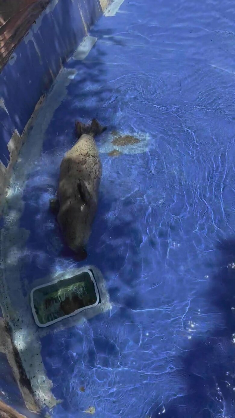 背泳ぎに（提供：名古屋市東山動植物園）