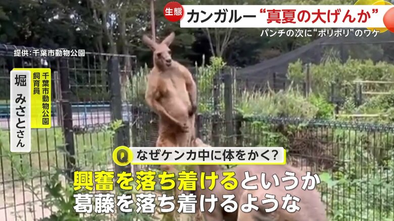 飼育員は精神を落ち着かせるためにやっていると予想