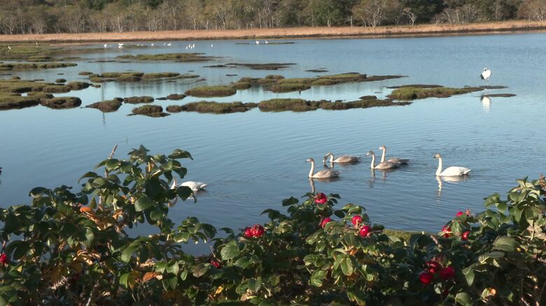 風蓮湖のオオハクチョウ