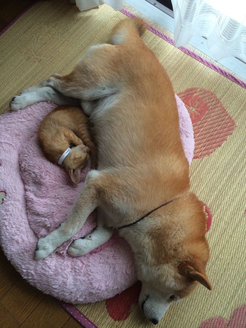 ちまきくんを保護してからの2匹（提供：エンとちぃさん）