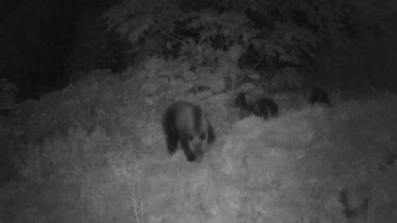 札幌市西区の公園近くを歩く親子グマ3頭（提供：札幌市）