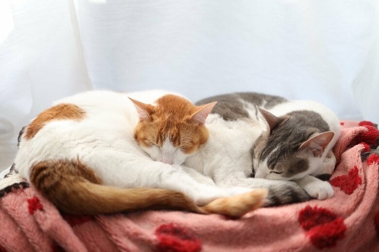 くっついて寝る双子（左：カヌレくん　右：アメリちゃん）