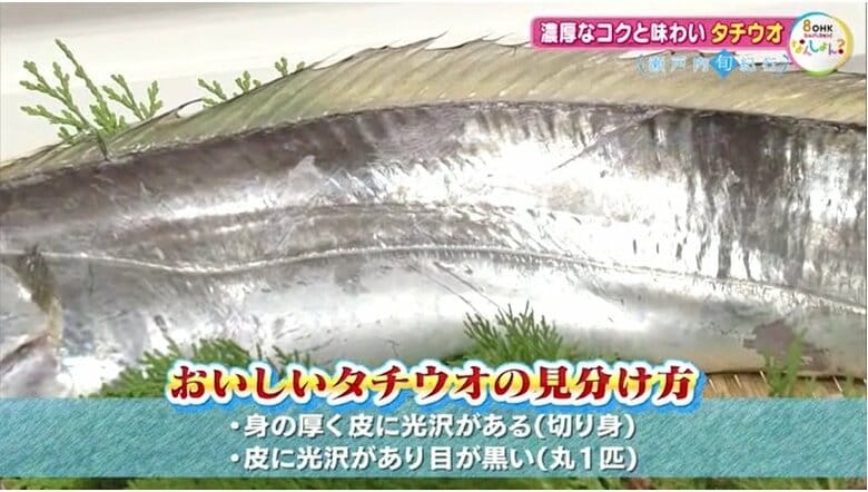 タチウオの見分け方