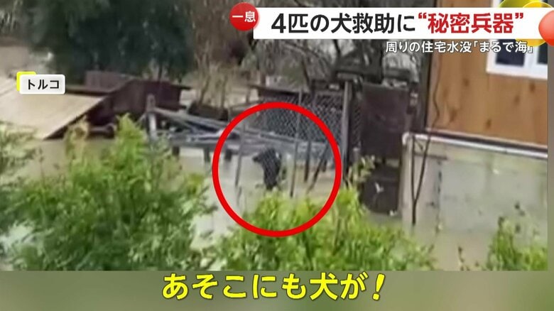 水没した家の中で救助をひたすら待つ犬（トルコのリゾート都市）