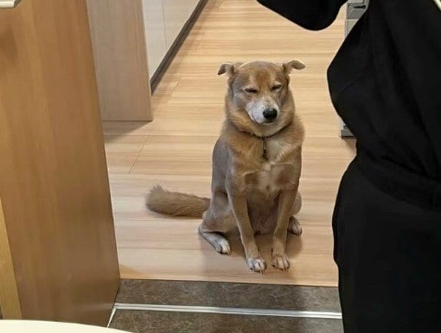 眠いけど飼い主を待っている（提供：あさぎさん）