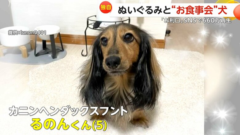 カニンヘンダックスフントの、るのんくん（5）