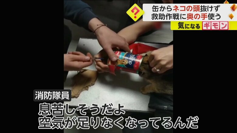 力ずくで抜こうと、ネコの頭がはまった缶を引っ張る消防隊員