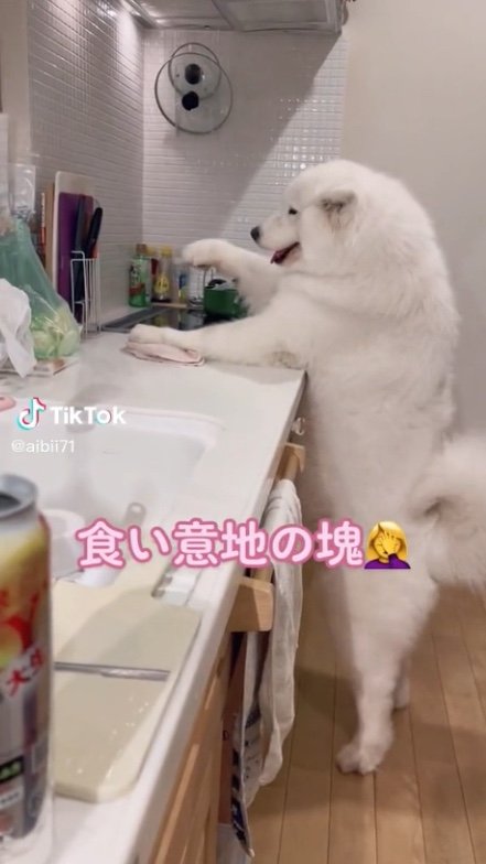 提供：ibukimama38さん