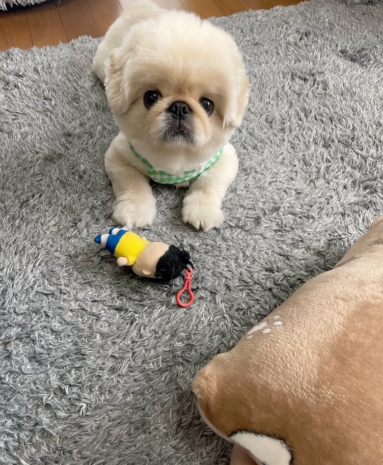 提供：てんてんの毎日さん