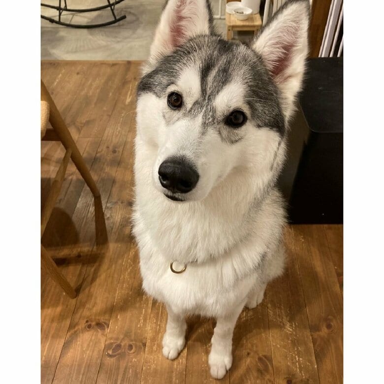 硯（すずり）くん