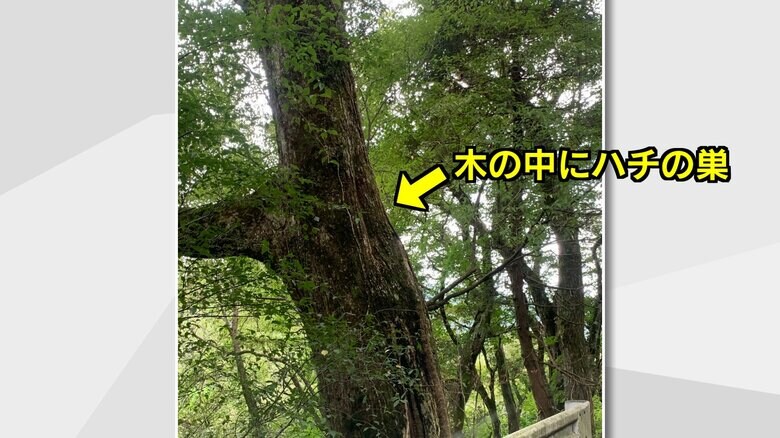 巣があったコースの近くの林