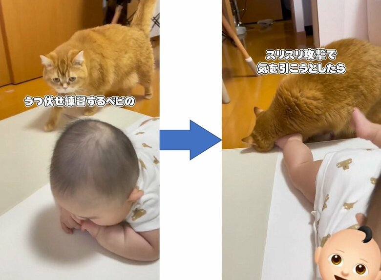 うつ伏せ練習中の息子さんへスリスリ攻撃をするこまるくん