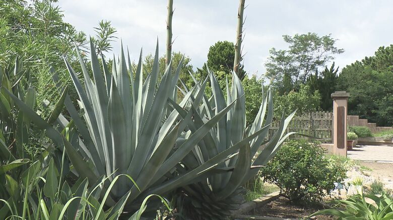 竜の舌を思わせる葉