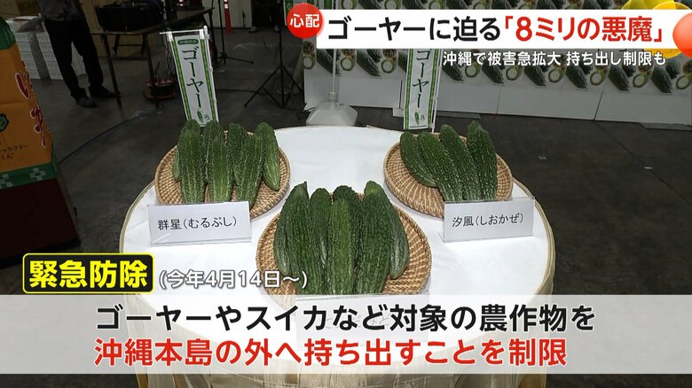 緊急防除を実施し、沖縄本島の外へ持ち出すことを制限