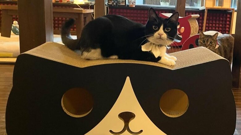 専用の猫部屋での一幕