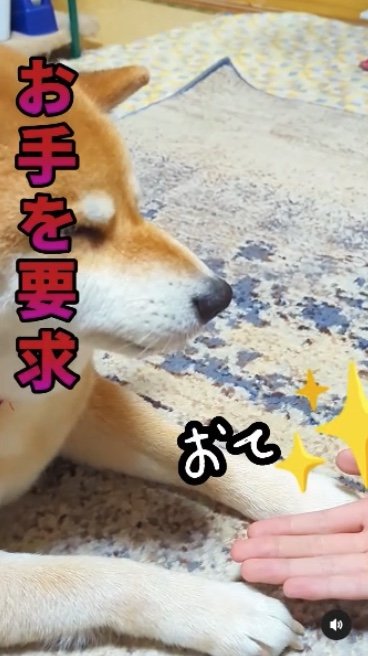 提供：柴犬スティーブch【コーギーと猫を添えて】さん