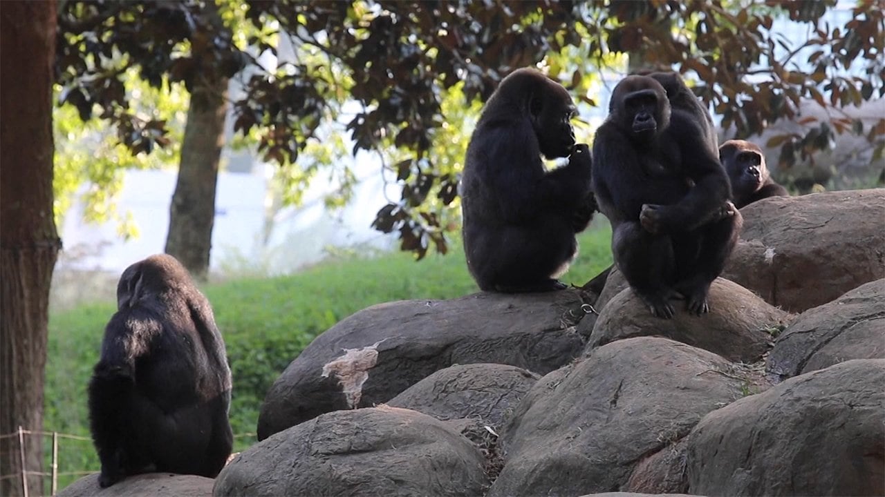 米 動物園で ゴリラクラスター 無症状飼育員から 18頭感染 Fnnプライムオンライン Goo ニュース