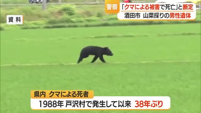県内38年ぶりクマによる死者…山菜採りで酒田の山に入り死亡・駆除した