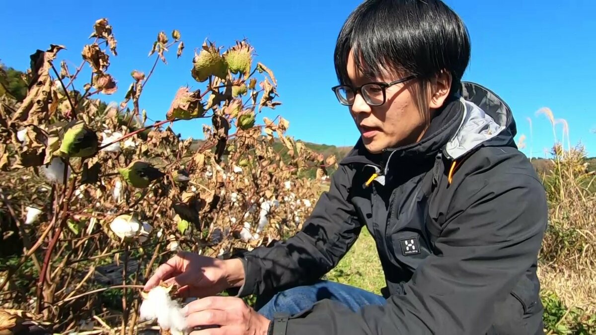 99 999 外国産 を逆手に 綿を島根の一大産業へ 絹のような手触りの希少コットン 超長綿 を栽培 製品づくりに挑戦