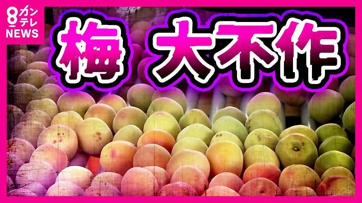 日本一の「梅の産地」和歌山がピンチ 暖冬で大不作 ひょうによる