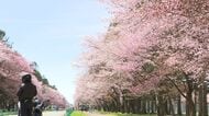 【老朽化サクラを守れ！】大正初期に整備した新ひだか町「二十間道路桜並木」も幹が空洞化しギシギシー保全費用かさむ中でビールメーカーが各地に寄付金「日本の風物詩に恩返しをしたい」