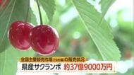 県産サクランボ販売額約37億9000万円（前年比+12億4500万円）・1キロあたり単価は↓　山形