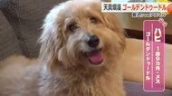 お散歩中に…フワフワ毛並みと天真爛漫さでみんなを魅了！ゴールデンドゥードルのハピちゃん　福井