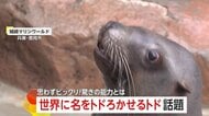「感動しました」世界に名を“トド”ろかせる「トド」…人の動きを記憶して再現する驚きの能力明らかに　兵庫「城崎マリンワールド」